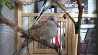 Verliebter Wellensittich teil 2  Budgie lover part 2 [upl. by Minnaminnie]