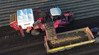 Melton ConstableNorfolk 2024 Potatoe Harvest [upl. by Aivlys]