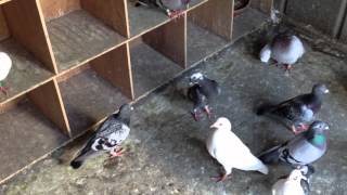 RACING PIGEONS FOR SALE TEL07585505383 UK [upl. by Ienttirb161]