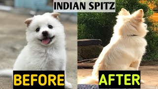 WATCH MY PUPPY GROW  INDIAN SPITZ DOG  Before and After [upl. by Gratt]