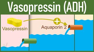 Vasopressin Release and Mechanism of action  Antidiuretic Hormone [upl. by Alduino]