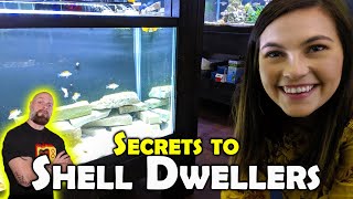 His SECRETS to Breeding Shell Dwellers  50 Gallon Lowboy Setup [upl. by Hudis]