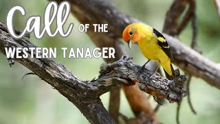 Call of the Western Tanager [upl. by Lemrahc]