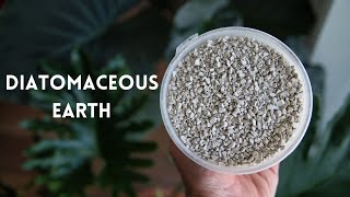 Diatomaceous Earth For Houseplant Soil Where How Why  Enlightened Gardener Ep 3 [upl. by Orsino]