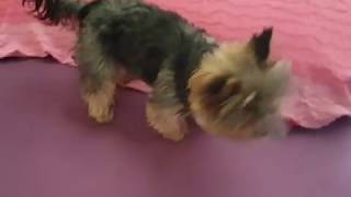 Mini Yorkshire Terrier Akira having some fun [upl. by Lleret]