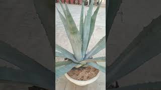 Blue Agave Americana Century Plant terrace gardendesign terracegardens rareagave [upl. by Nedyah]