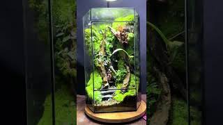 Decor Terrarium 74 terrariumart aquascape terrariumdesign miniterrarium terrariumlove [upl. by Faucher]