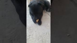 Dog Loves Eating Apples – Adorable Reaction shorts video [upl. by Atinek]