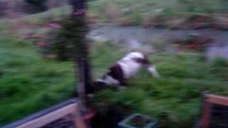 Meg my English springer spaniel going mad in the garden [upl. by Masry]