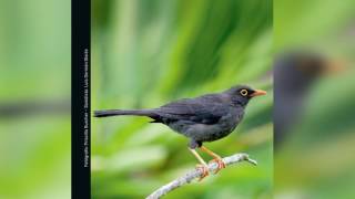 Guía Sonora de Aves  Alto San Miguel Turdus fuscater Mirla Patinaranja [upl. by Cown125]