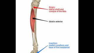 Two Minutes of Anatomy Tibialis Anterior [upl. by Bum]