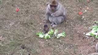 zoodyssée de Chizé un bébé singe d1 mois apprend à se nourrir [upl. by Hanas]