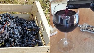 Homemade Italian Wine  How to make wine at home from grapes without yeast and sugar [upl. by Lansing66]