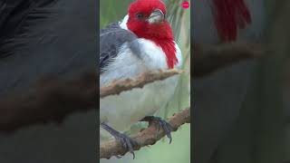 Red Crested Cardinal Birds  The Vibrant Beauty of Hawaiis Avian Jewel bird nature birdlife [upl. by Annoyek]