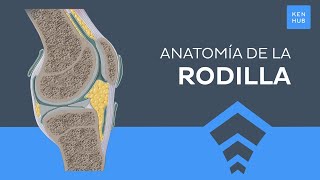 Articulación de la rodilla Huesos ligamentos y movimientos  Anatomía Humana  Kenhub [upl. by Niwred]