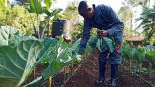 Are You Harvesting Collard Greens WRONG Fix It Now [upl. by Kcirnek226]