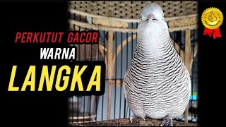 Perkutut warna Langka  Gacor [upl. by Slyke]