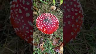 Herfstige paddenstoelen en de herfstige Natuurlijke omgeving [upl. by Frazier]