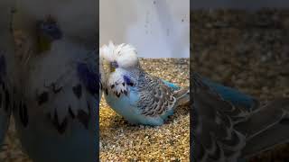 Kuşların Aşk Dansı budgerigars budgiegar kusum muhabbetkuşu showjumbo asmr shorts birds [upl. by Anigue]