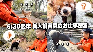 【VLOG】6時半起床・新人飼育員のお仕事ルーティンに密着したら普段と違う動物達の表情に出会ってしまった。【マレーバク・レッサーパンダ・ヤマアラシ】 [upl. by Nived]