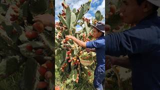 Así sé cosecha las tunas🌵 con la mano🤠🇵🇪 [upl. by Dweck359]