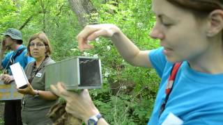 Rouge BioBlitz 2012  Mammal Live Traps [upl. by Car686]