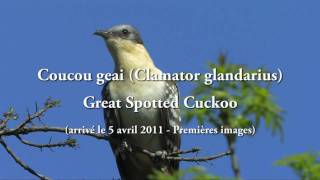 Coucou geai Clamator glandarius  Great Spotted Cuckoo [upl. by Nedap]