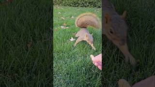 Frankies Friday video 🐿️ squirrel friends [upl. by Nialb]