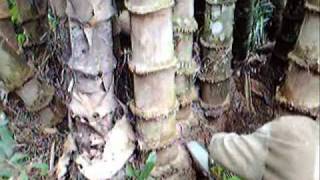 Giant Bamboo Harvesting  Dendrocalamus asper [upl. by Assyle]