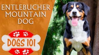 Dogs 101  ENTLEBUCHER MOUNTAIN DOG  Top Dog Facts About the Entlebucher Mountain Dog [upl. by Atiuqehs]