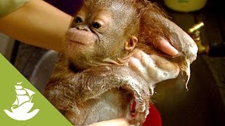 Orphan orangutans and rehab centers [upl. by Cesare]