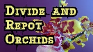 Orchid Care Dividing and Repotting Oncidium Orchids and similar Orchids [upl. by Brose]