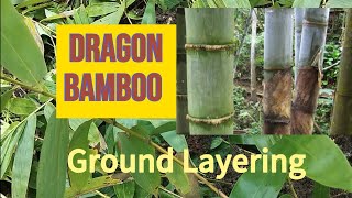 Bamboo Propagation l Ground Layering of Dendrocalamus Giganteus [upl. by Lole]