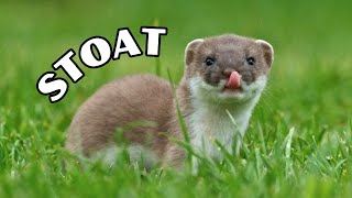 Stoat The Ultimate Survivors  Facts amp Info [upl. by Coben]