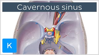 Cavernous Sinus  Location Drainage amp Function  Human Anatomy  Kenhub [upl. by Dannie]