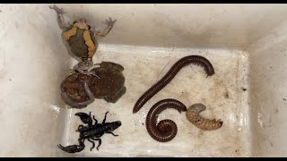 Discovery Captured Creatures One Small Rain Frog Millipedes Toad Lizard Rain Frog and Scorpion [upl. by Aynnat538]