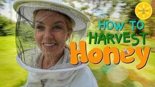 How to Harvest Honey  Beekeeping with Maddie 12 [upl. by Illona5]