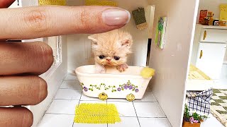 RESCUE the Smallest KITTEN in the World  And building a NEW HOUSE for CAT [upl. by Clari577]