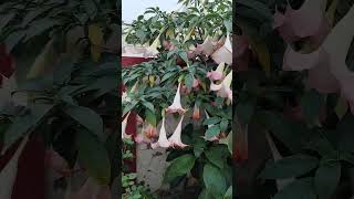 Brugmansia arborea Gifted by Special Freind [upl. by Lupe]