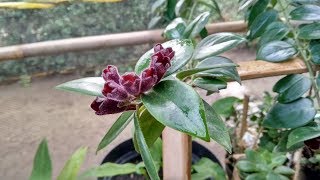 Beautiful Hanging Blooming Lipstick Plant  Aeschynanthus Radicans  Houseplant Ideas [upl. by Gniliem]