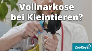 Vollnarkose bei Kleintieren  Tierarzt Tacheles mit Sebastian GoßmannJonigkeit  ZooRoyal [upl. by Arraek]