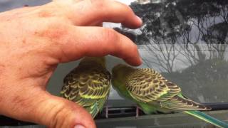 Wild Budgerigars [upl. by Ys]