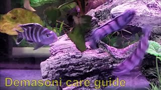 Demasoni care guide  how to care tank mates feeding and breeding demasoni cichlids [upl. by Okimat]