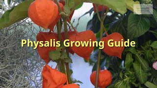 Physalis Growing Guide Chinese lanterns by GardenersHQ [upl. by Maite]