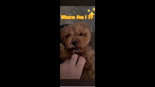 I Put My Cavoodle Puppy into a Trance shorts cuteanimals [upl. by Eyahc]