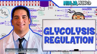 Metabolism  Regulation of Glycolysis [upl. by Schlesinger879]