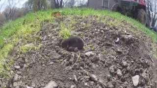 Mole eating worms  go pro hd filmed [upl. by Legnalos]