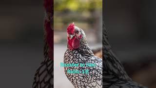 Wyandotte Chickens Size Eggs Lifespan and More [upl. by Gherardo361]