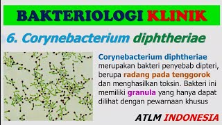 Corynebacterium Diphtheriae  Materi Kuliah TLM Bakteriologi Klinik 1 [upl. by Asilem]