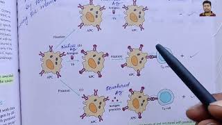 Chapter 8 Antigen Processing and Presentation [upl. by Conan]